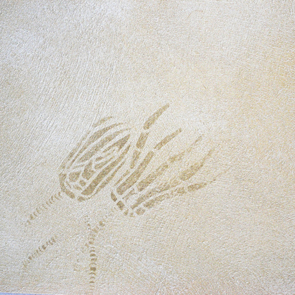 2 Seelilien A4 21x29,7 cm